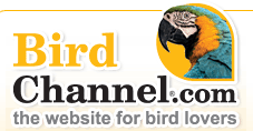 Bird Channel
