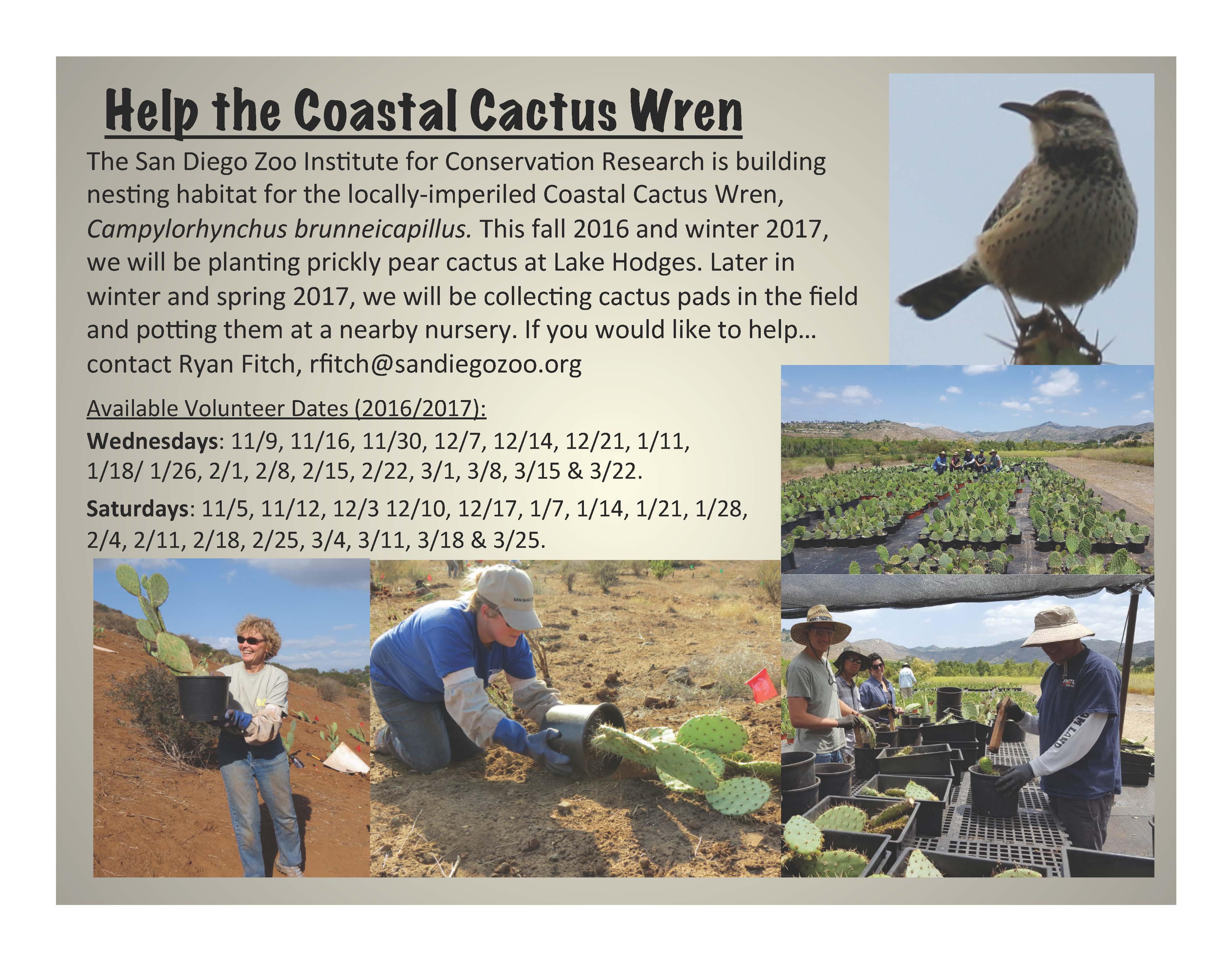 volunteer-flyer-cactus-wren-hab-restoration