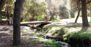 Oak woodland at Felicita County Park